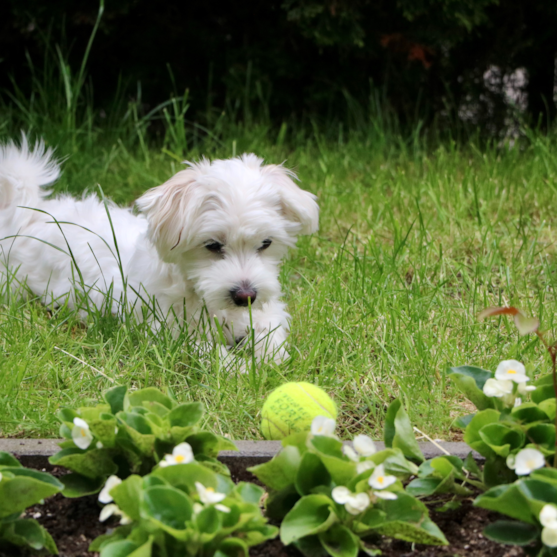 Toy Maltese Dog Small Maltese dog playing with a tennis ball in grass